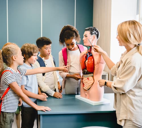 A picture of a teacher illustrating the respiratory system on a dummy to the students.